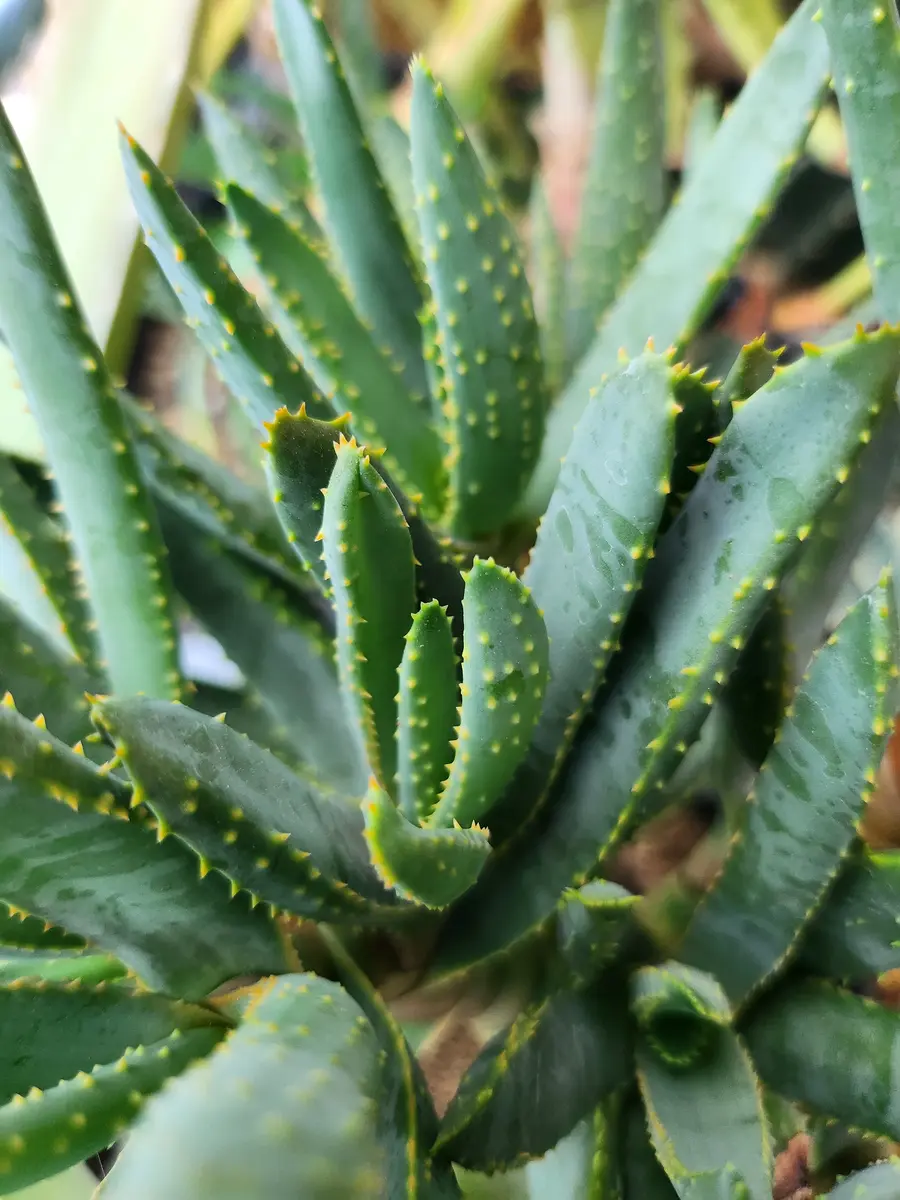 アロエ ラモシシマ（Aloe ramosissima） アロエ ラモシシマ Aloe ramosissima no.21412 |