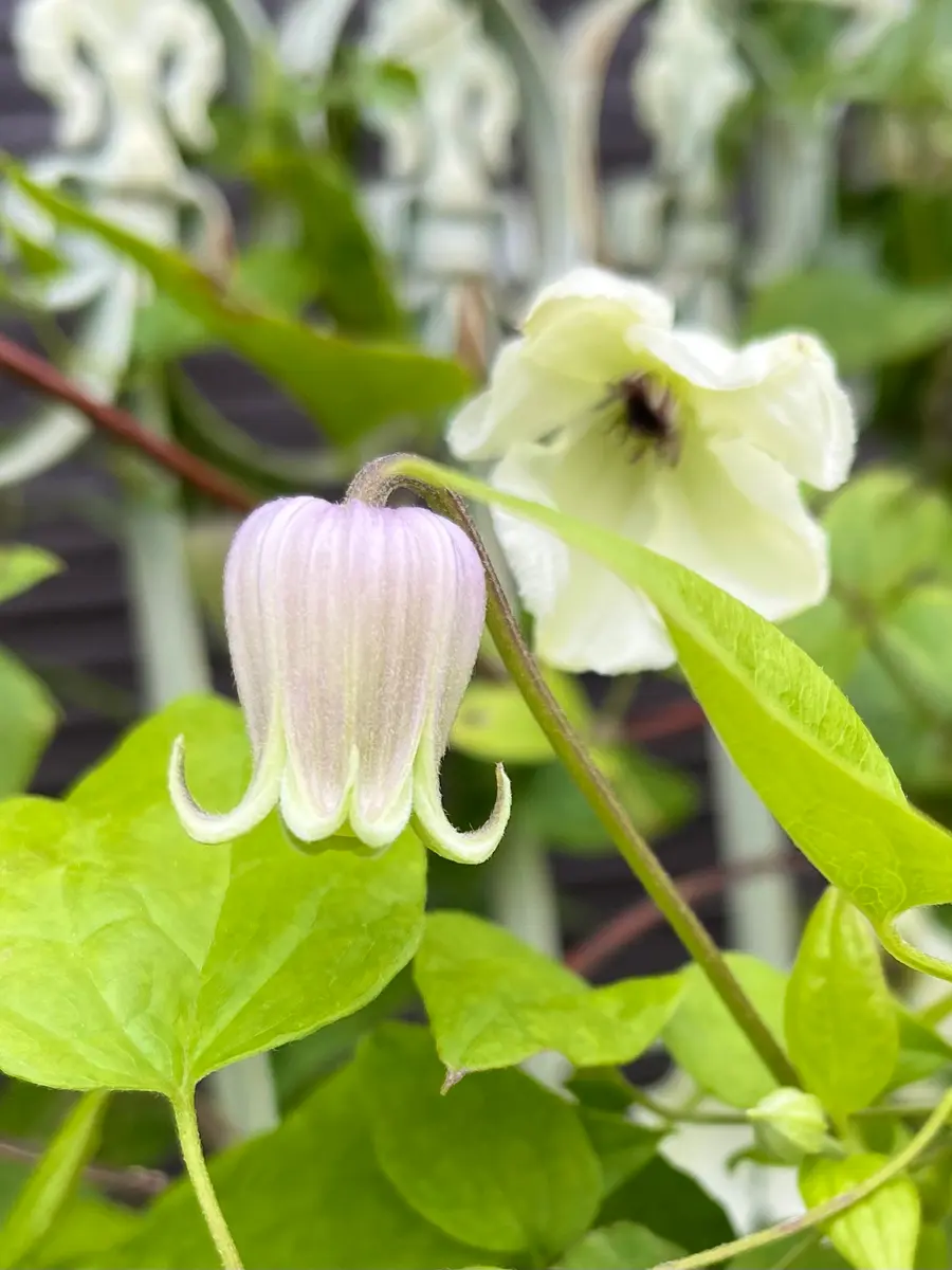 種から育てた私の壺型クレマチス❄️5/26｜園芸日記bynamihei