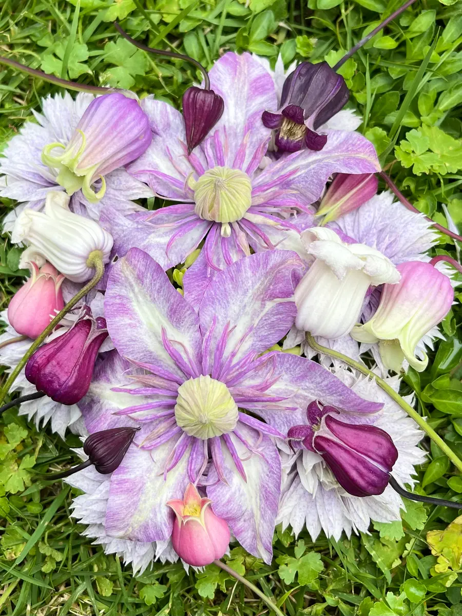 種から育てた私の壺型クレマチス❄️5/26｜園芸日記bynamihei