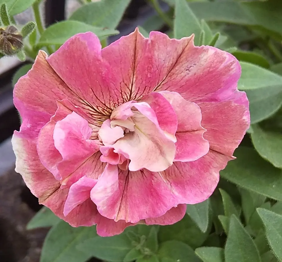 🌸赤色をどこに置いてきたのか（ペチュニアジュリエット桜モダン