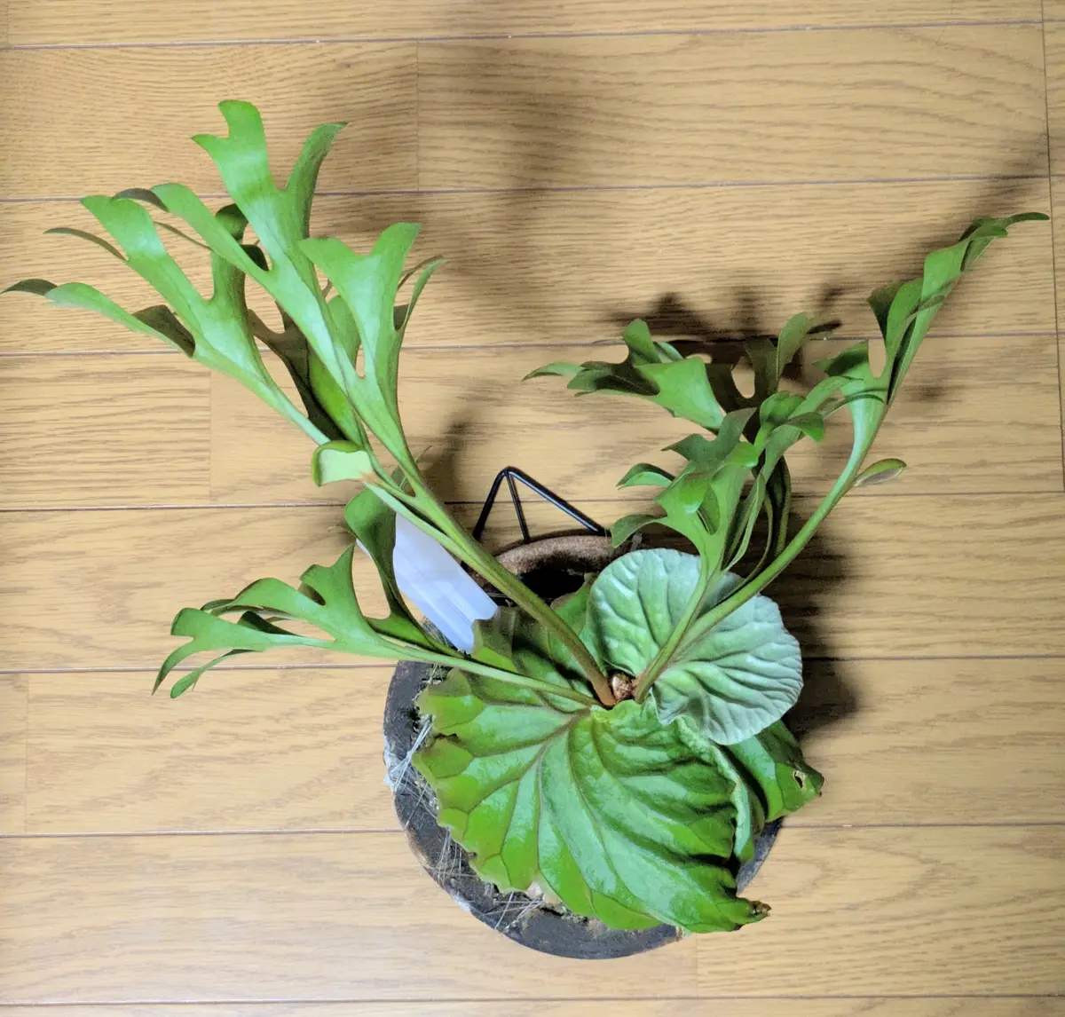 ファッション通販 ビカクシダ リドレイ｜園芸日記byゆうまあ｜みんなの趣味の園芸 ビカクシダ