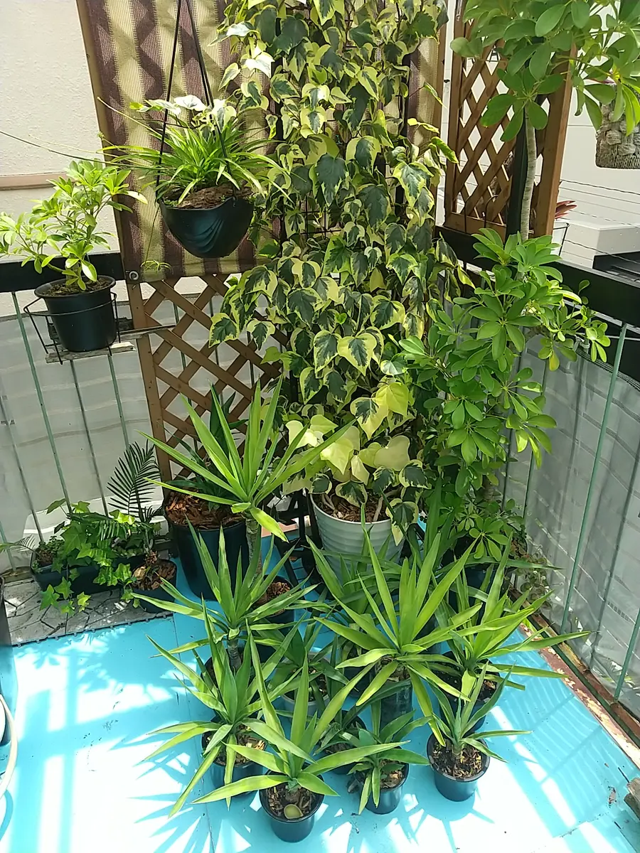 ユッカ 　根＆新芽付き 楽天市場】ユッカ Yucca 青年の木【観葉植物 ユッカ 丈夫 冬でも