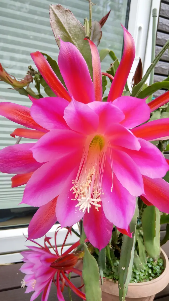 ∇・)🦚クジャクサボテンの開花🌸🌸🌸2025年5月29日｜園芸日記byココ