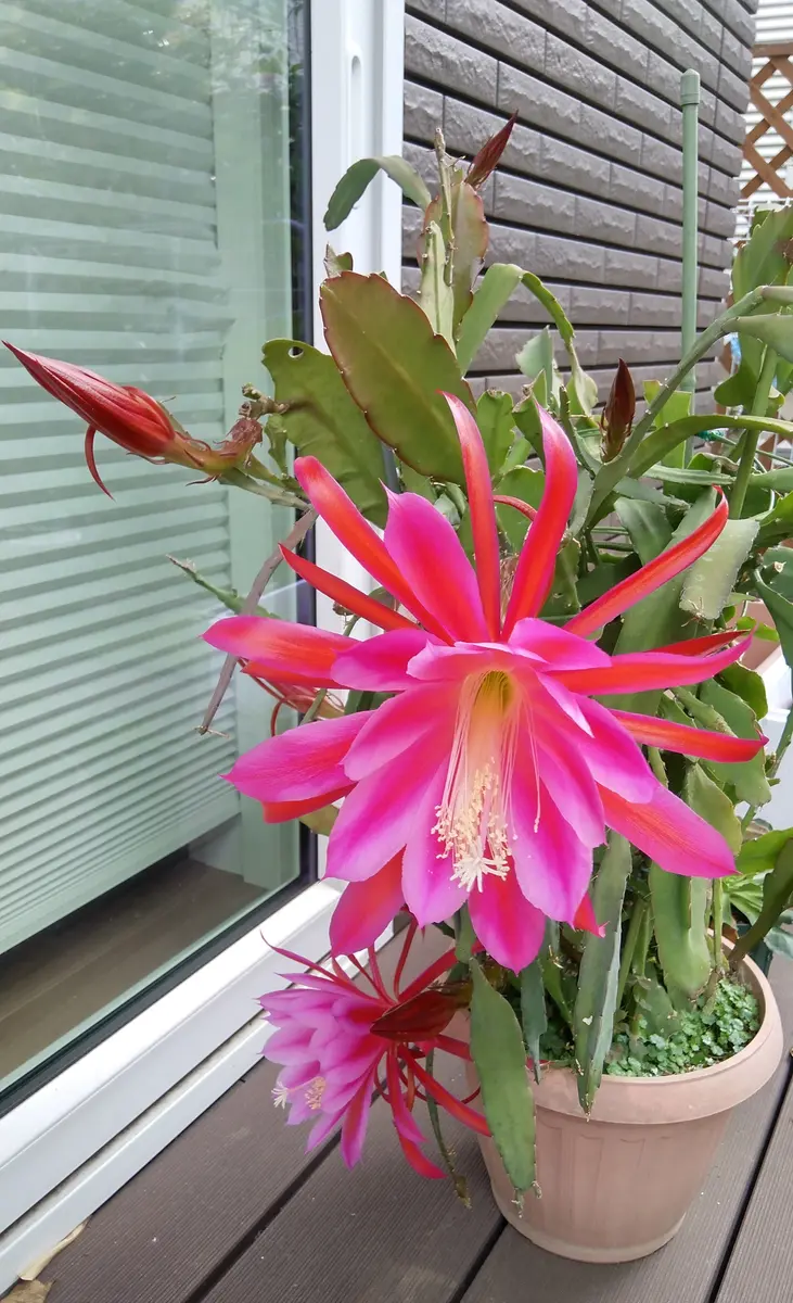 ∇・)🦚クジャクサボテンの開花🌸🌸🌸2025年5月29日｜園芸日記byココ