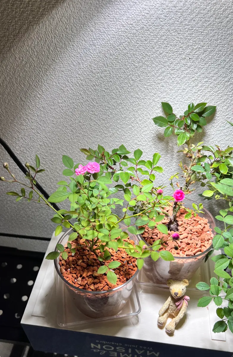 家の中の薔薇｜園芸日記byふかふか猫｜みんなの趣味の園芸｜1338106