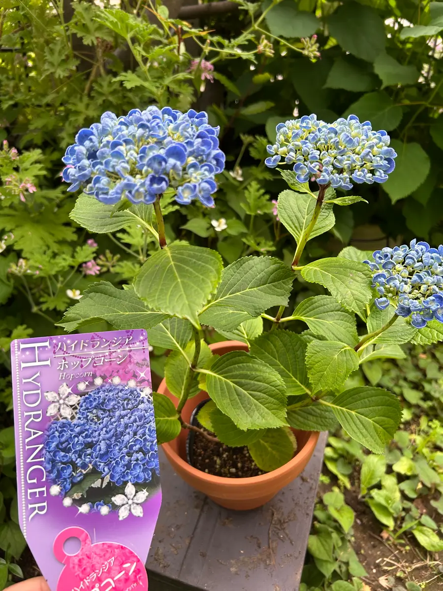 ハイドランジア スクロール | 株式会社ハクサン｜花や植物、園芸