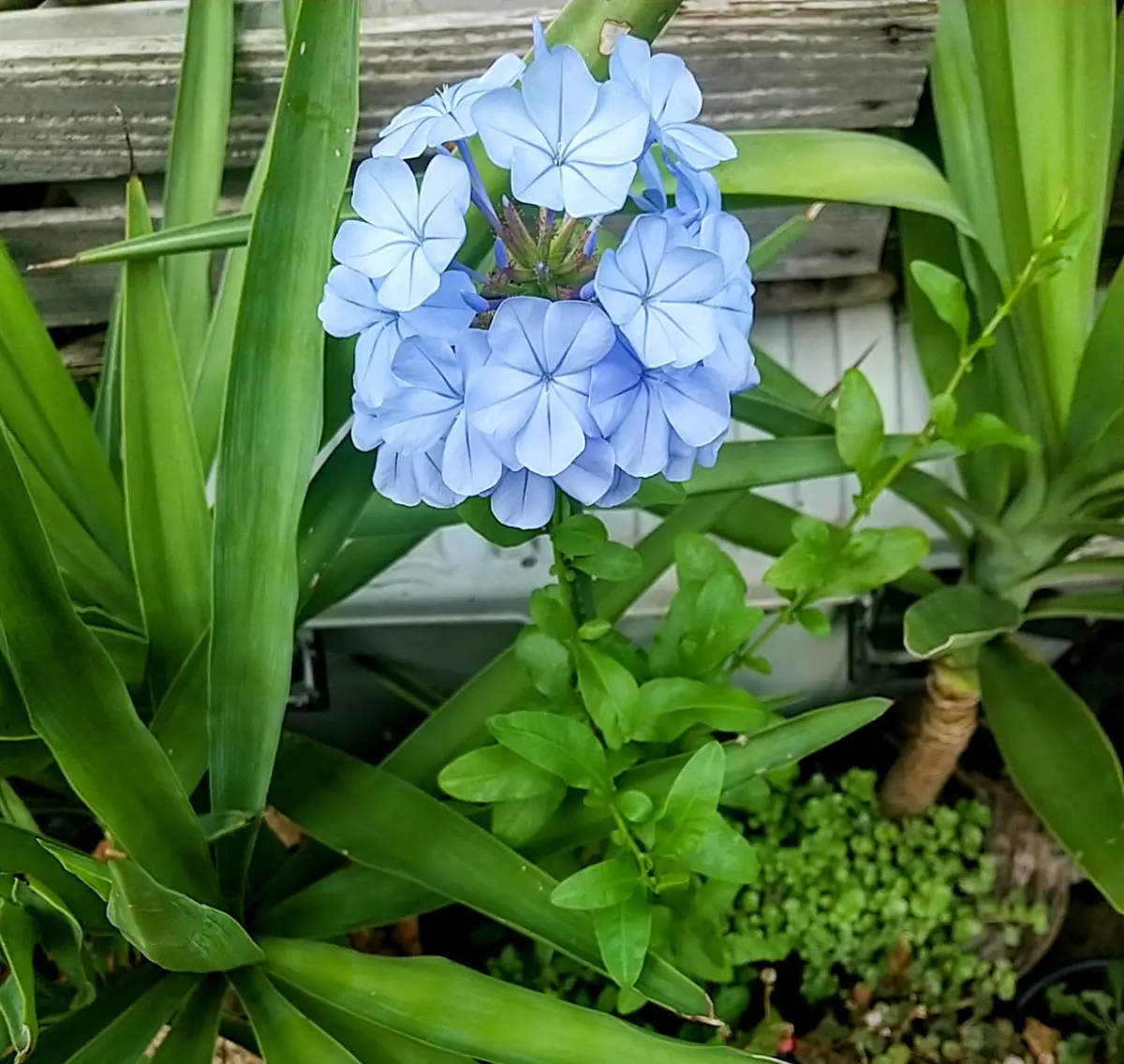 ルリマツリ（プルンバゴ）とデュランタタカラヅカ開花｜園芸日記