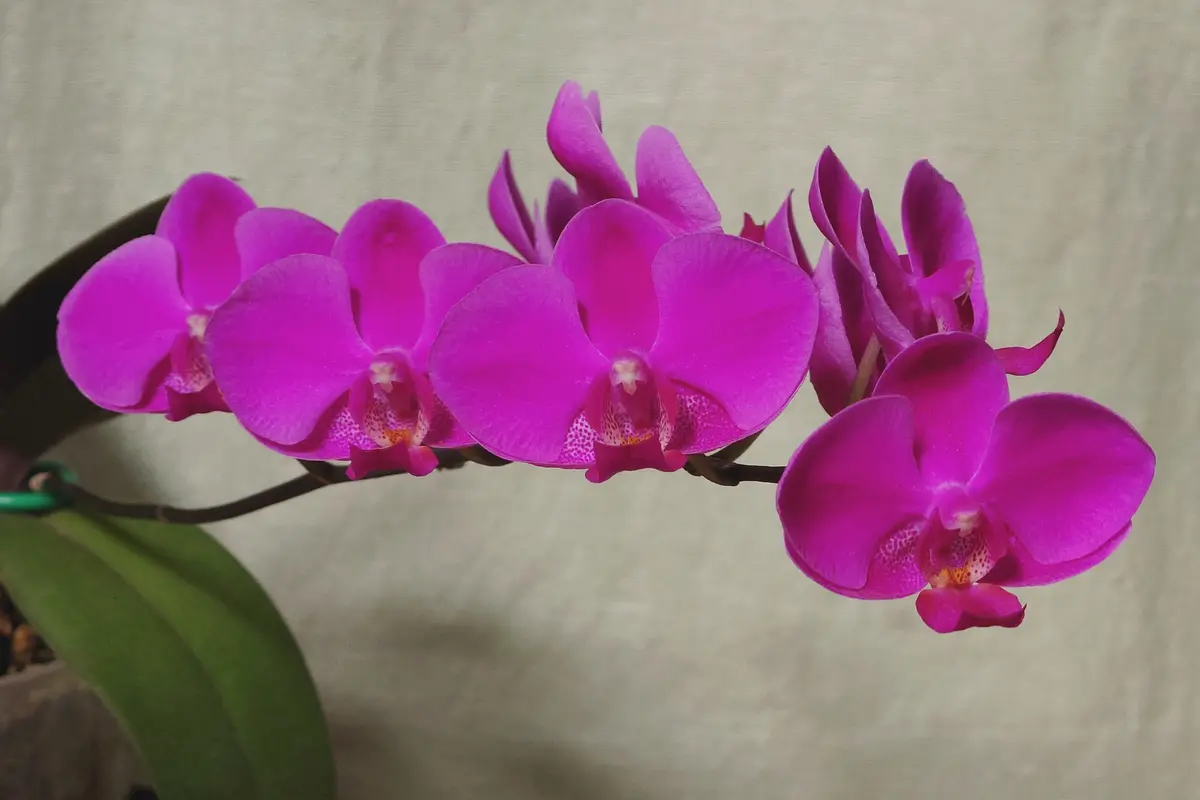 載せるの忘れて切っちゃった｜園芸日記by鷹丘咲哉(⚔️🏉🐺)｜みんなの