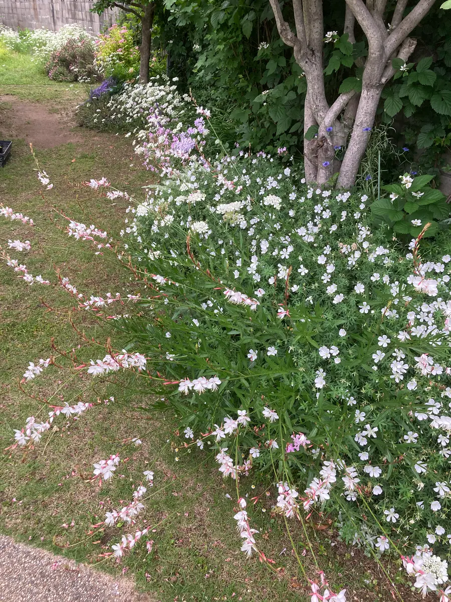 🏡花壇の様子🌿|園芸日記byしろまる|みんなの趣味の園芸|1338354