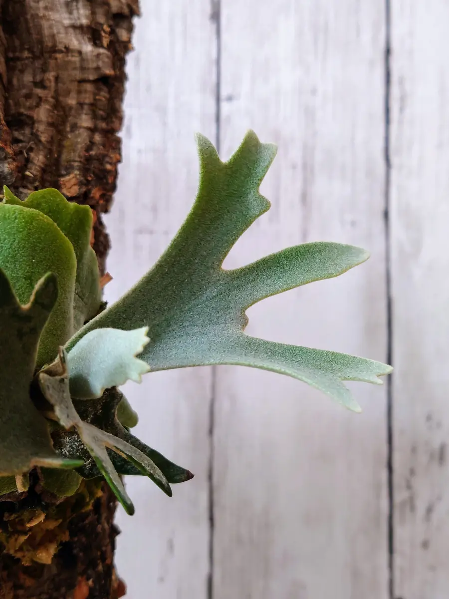 でっかくなっちゃった!ビカクシダ・ウィリンキー・OMGさん でっかくなっちゃった!ビカクシダ・ウィリンキー・OMGさん