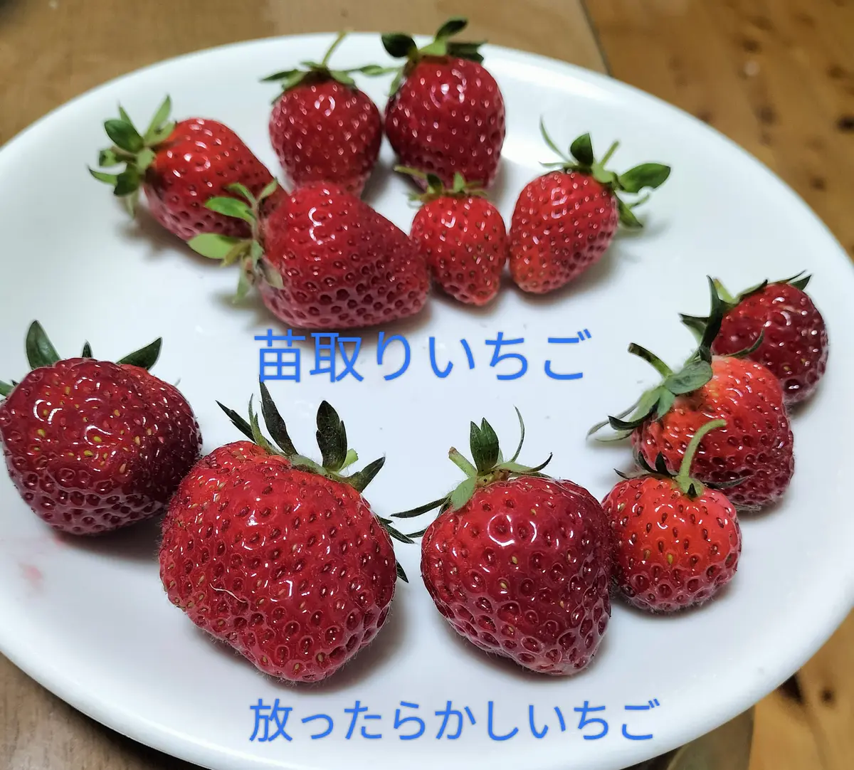 いちご🍓 その後｜園芸日記byえのみん｜みんなの趣味の園芸｜1338637