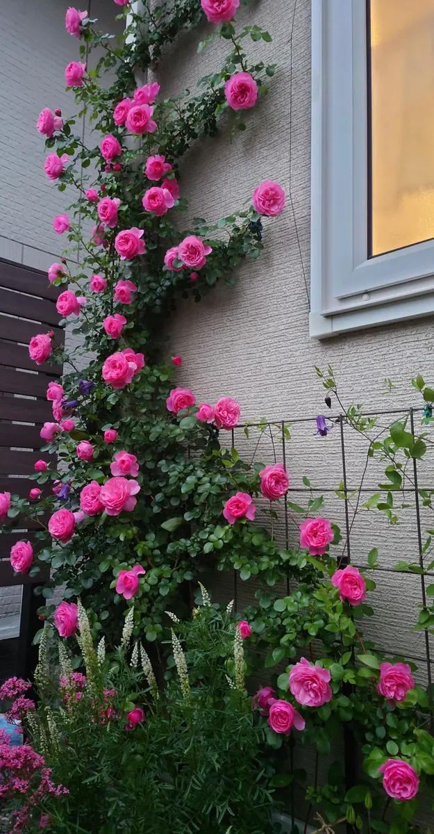 庭の薔薇｜園芸日記bybonvoyasky｜みんなの趣味の園芸｜1338655