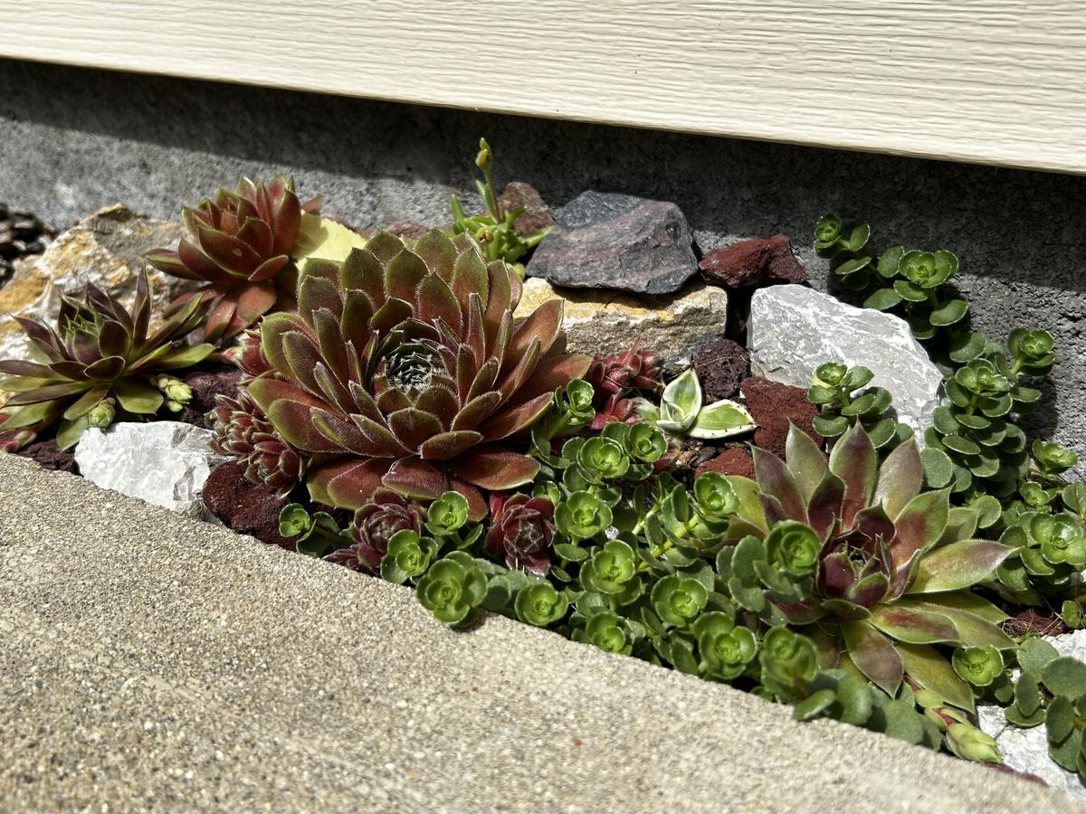 我が家の極小ロックガーデン｜園芸日記byOrchidCactus｜みんなの趣味の 