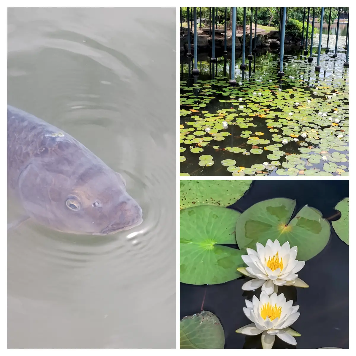津島の天王川公園の白い睡蓮美しかったです🤍💚｜園芸日記byエリシマム