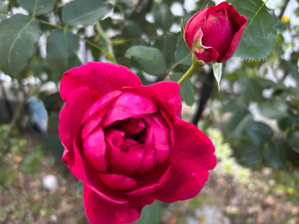 湖に咲く薔薇　2枚セット　ヘルメスやゴジラに ヘルアリスゴシックダークフィッシュボーンストラップバード