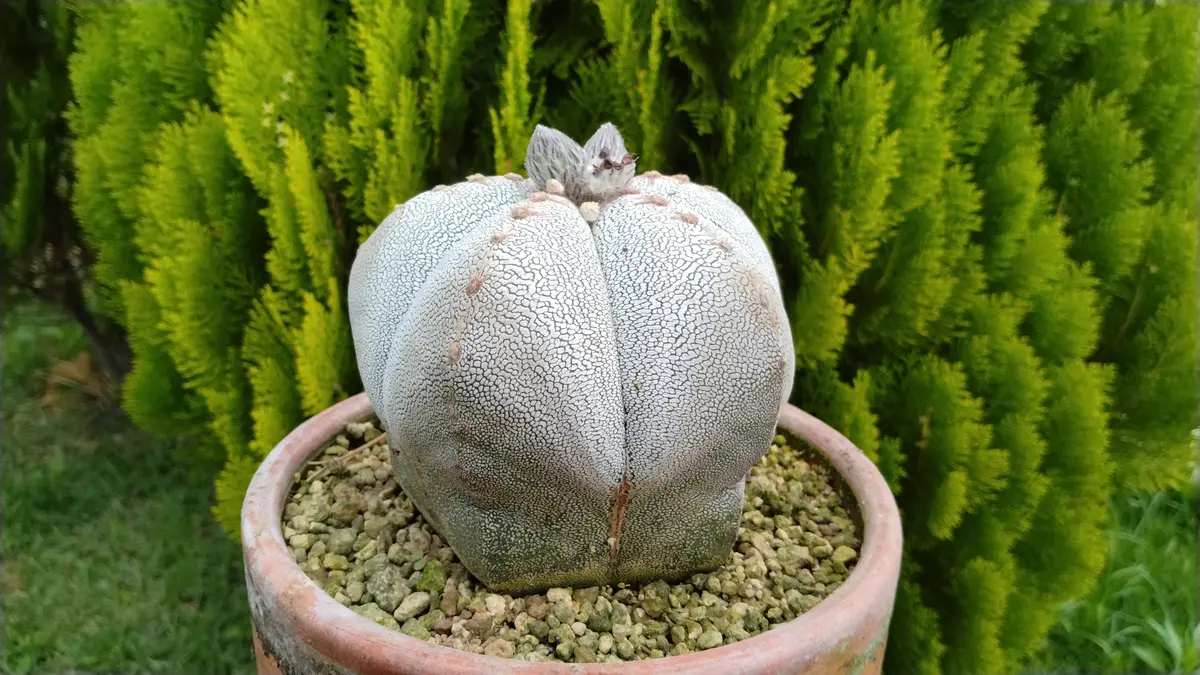 恩塚ランポー玉（5陵）の種撒き｜園芸日記by鹿せんべい｜みんなの趣味