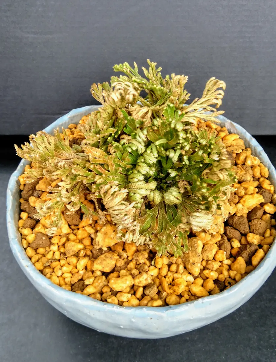 イワヒバ（10年） 🌿イワヒバの植え替え🌿｜園芸日記byディーバ｜みんなの趣味の園芸