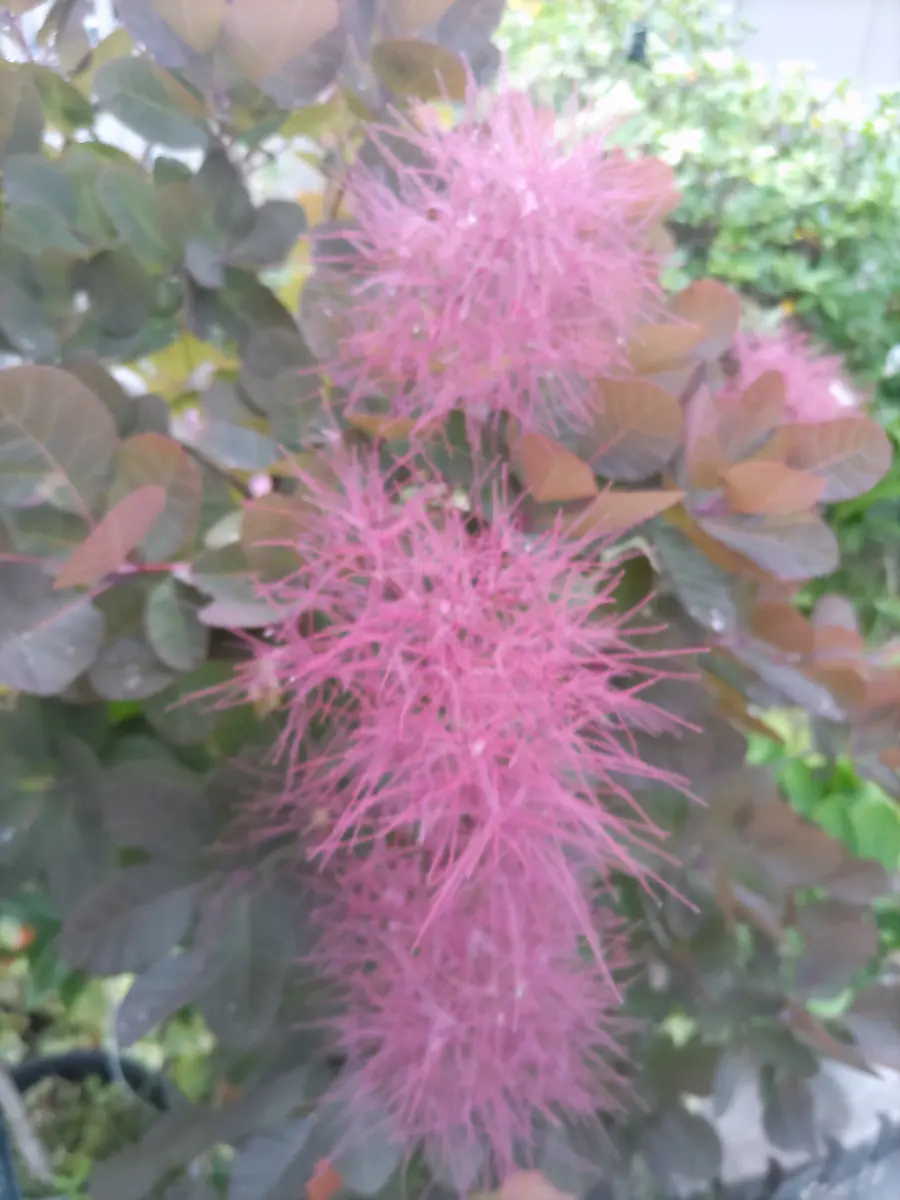 スモークツリーグレースからロイヤルパープルが出現か😳｜園芸日記