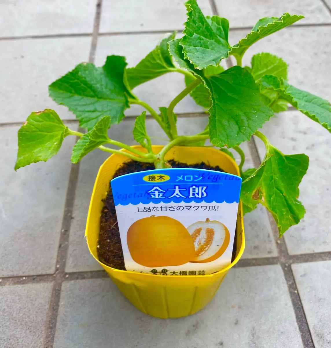 マクワウリと、プリンスメロンを植えてみる❤️｜園芸日記byミャーママ