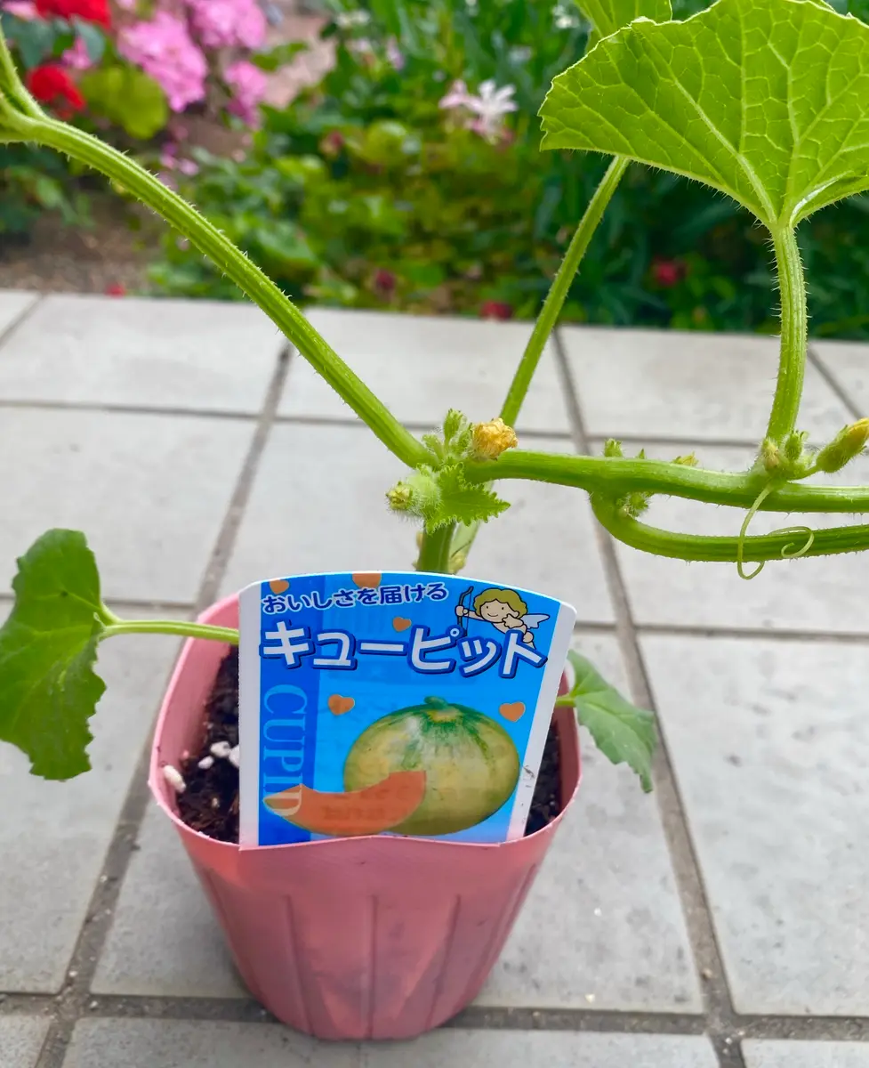マクワウリと、プリンスメロンを植えてみる❤️｜園芸日記byミャーママ