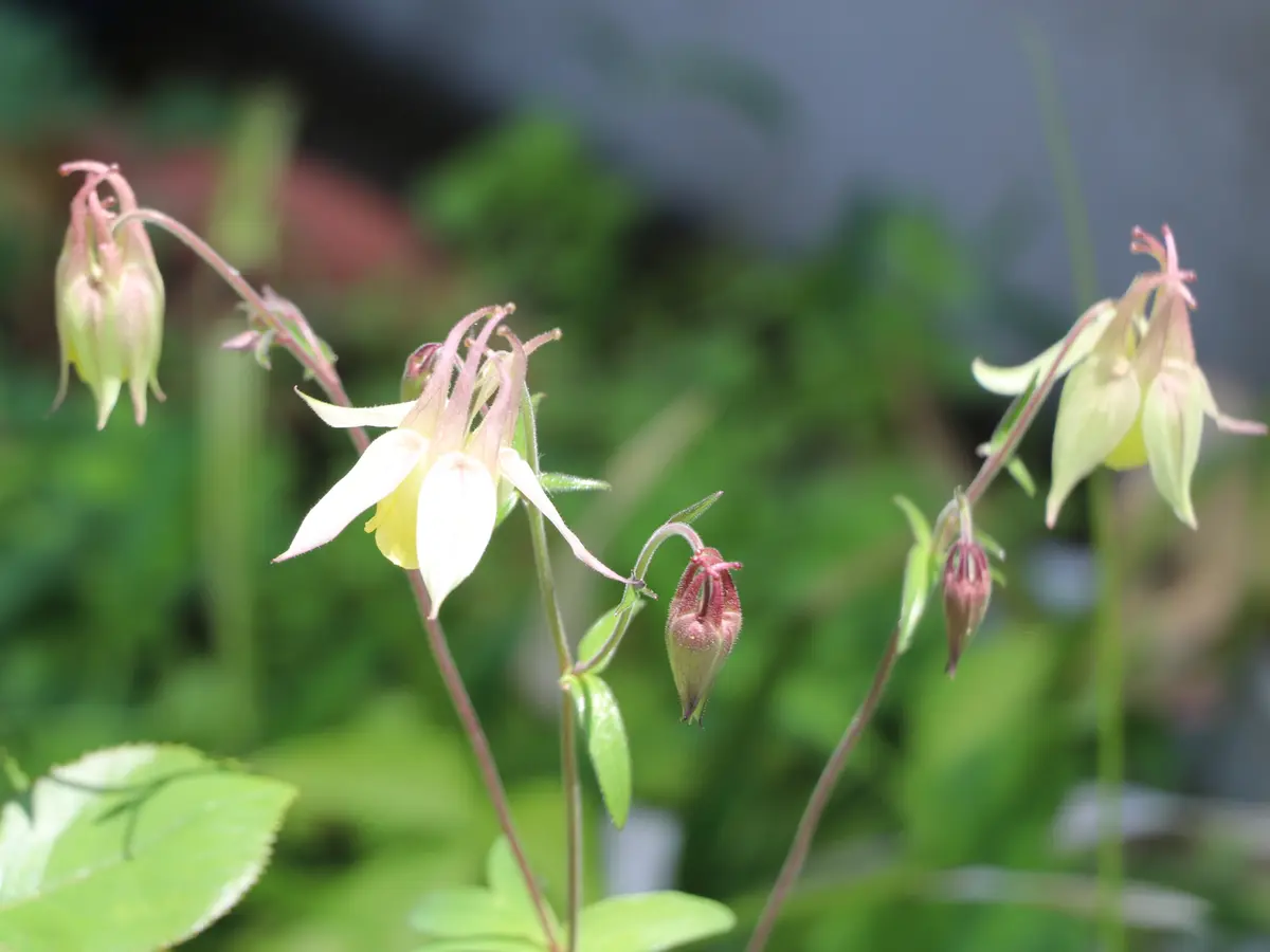 【初売り】 2025年5月の日記一覧｜くくさんの園芸日記-みんなの趣味の園芸 野菜