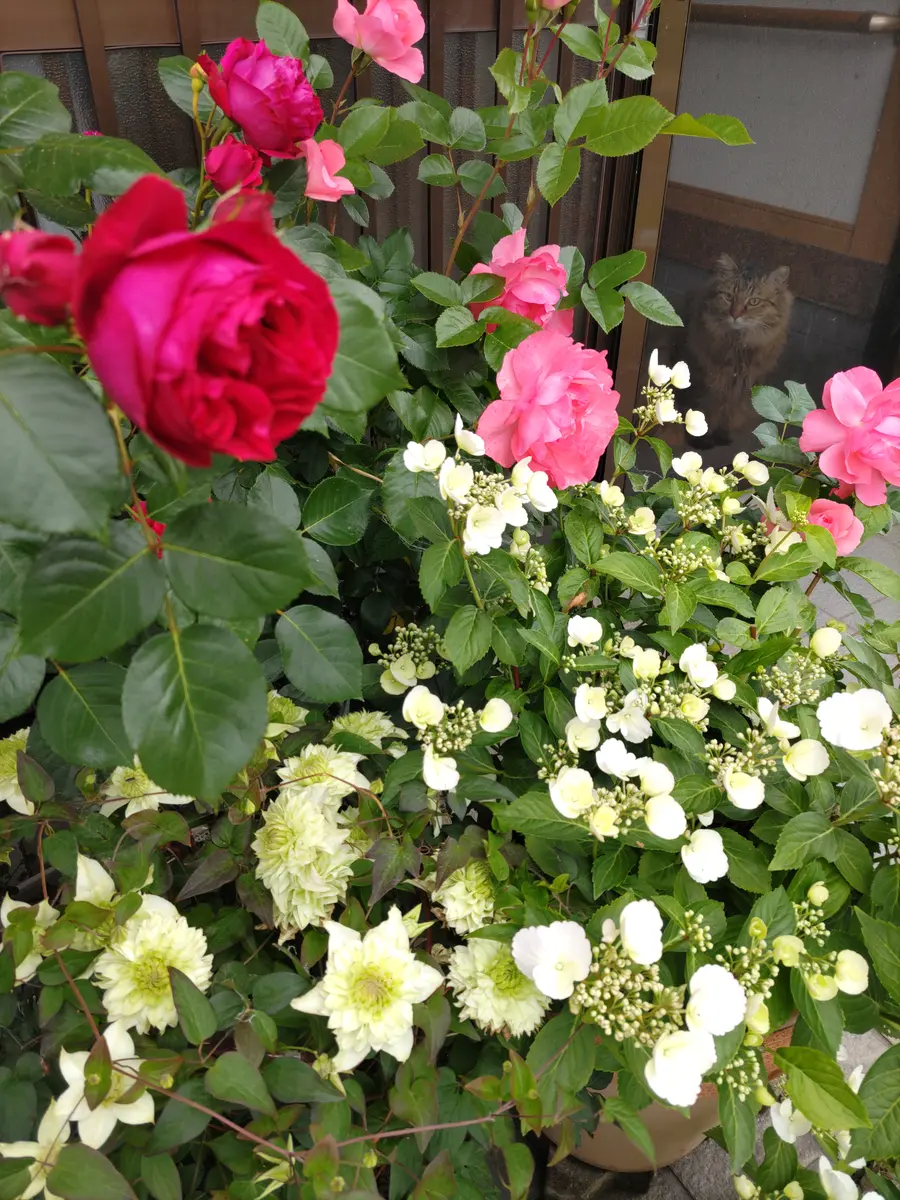花の香り🐾だにゃん𓃠🌿｜園芸日記by虎吉｜みんなの趣味の園芸