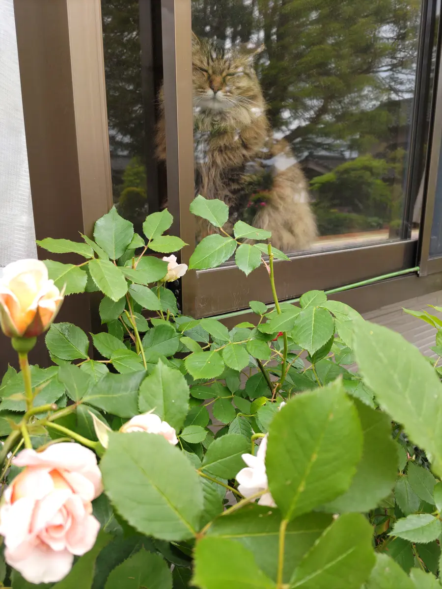 花の香り🐾だにゃん𓃠🌿｜園芸日記by虎吉｜みんなの趣味の園芸