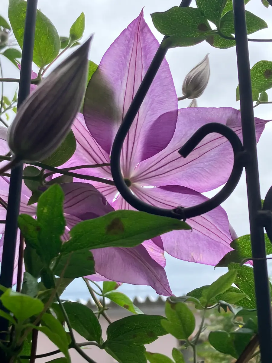 壺型クレマチス｜園芸日記by植花夢isikawa｜みんなの趣味の園芸