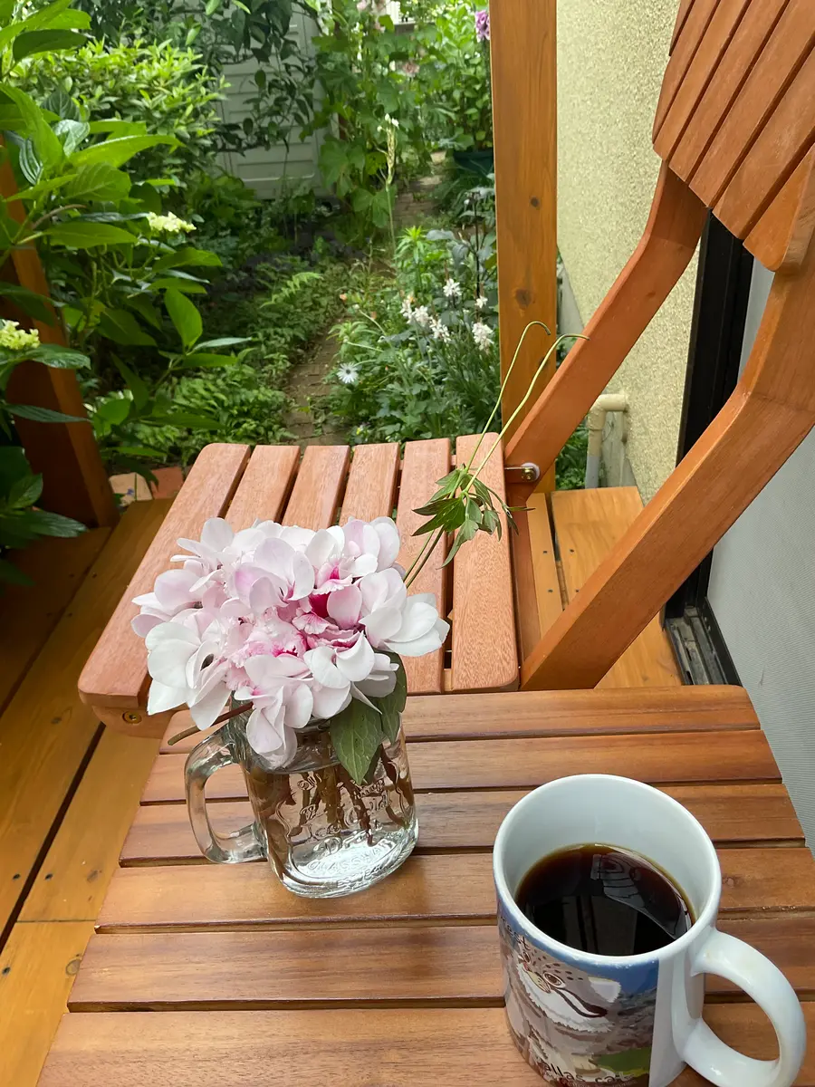 シクラメンの植替え｜園芸日記byopalaqua｜みんなの趣味の園芸