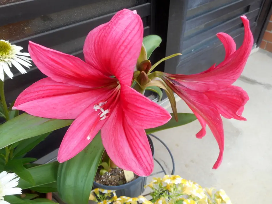 アマリリスの開花｜園芸日記byrumikoh｜みんなの趣味の園芸｜1336953