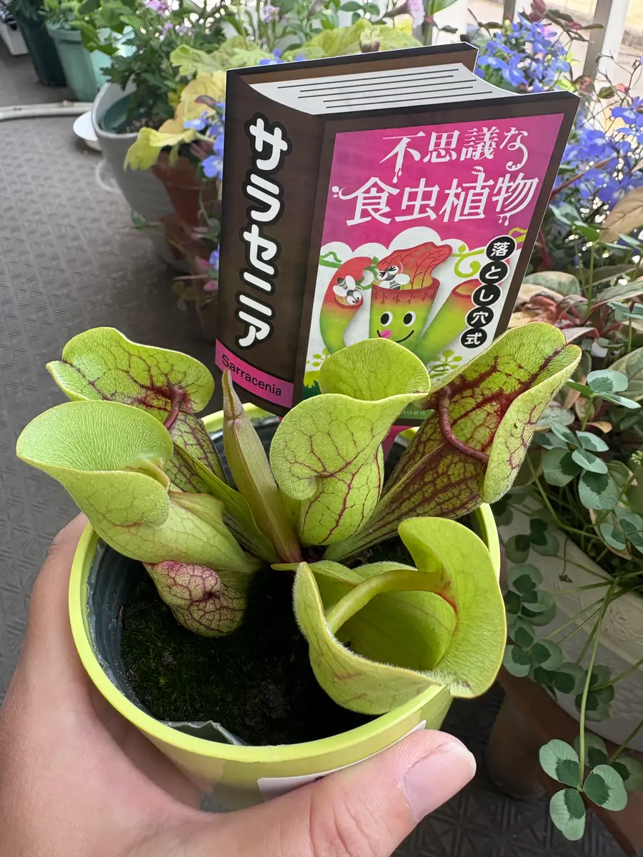 初めての食虫植物 サラセニア｜園芸日記byヒナコッコ｜みんなの趣味の