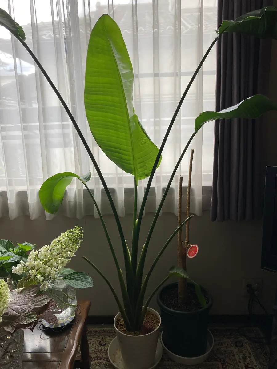 ストレリチア オーガスタ｜園芸日記byopalaqua｜みんなの趣味の園芸