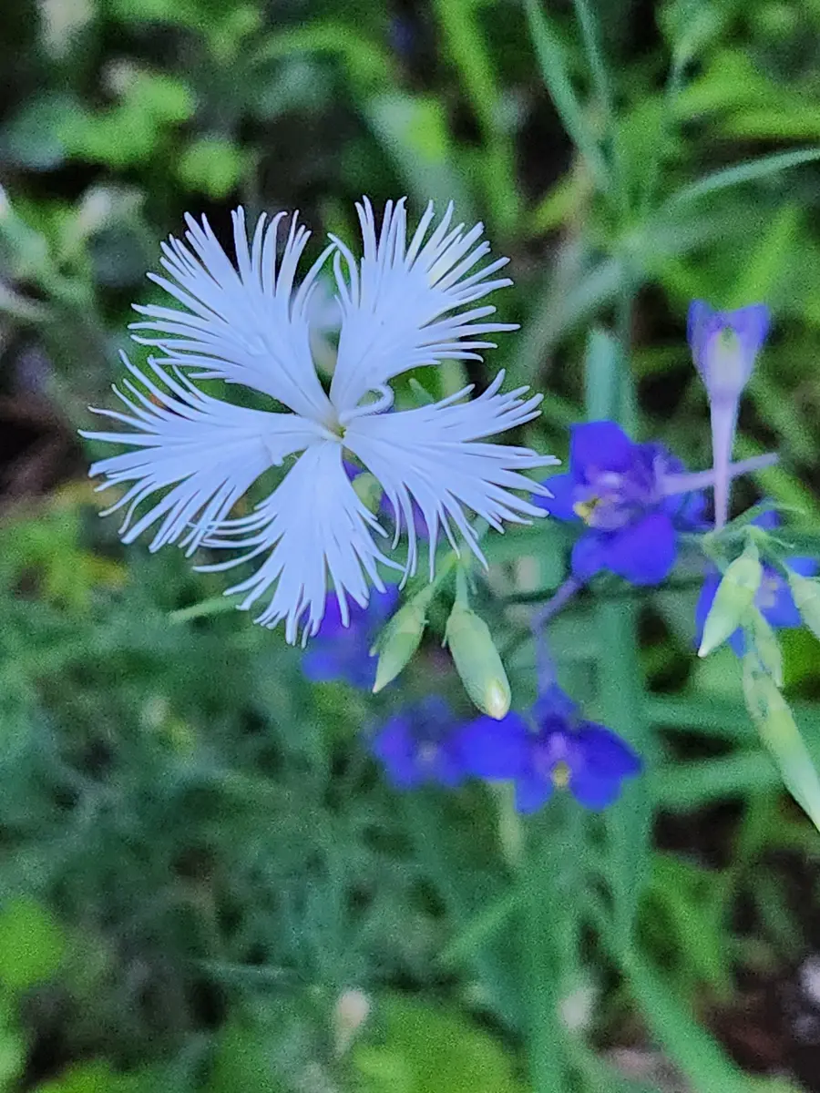 ナデシコ｜園芸日記byYumimi｜みんなの趣味の園芸｜1339569
