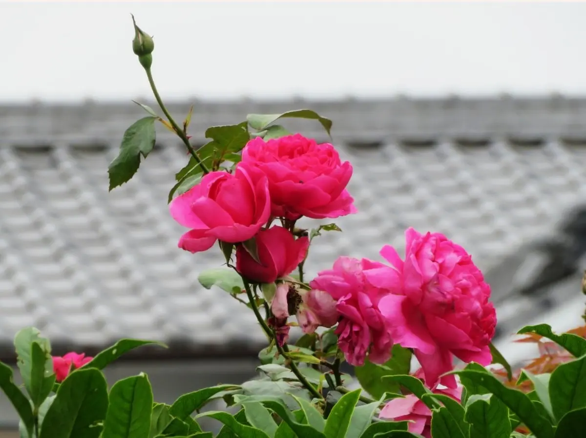🌹今日のバラたち🌹その14｜園芸日記byロッキー｜みんなの趣味の