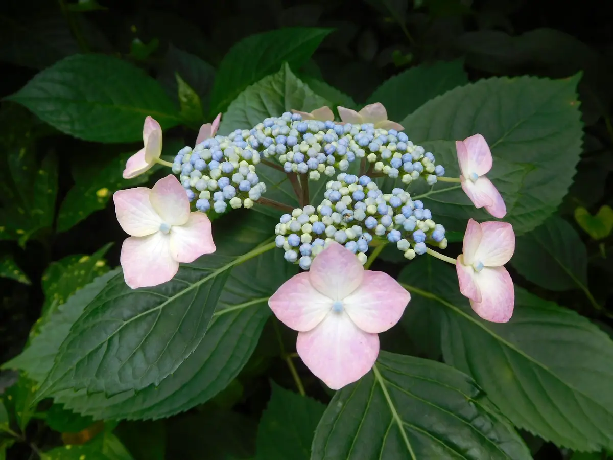 昔からある紫陽花｜園芸日記byひょこりん｜みんなの趣味の園芸｜1339970