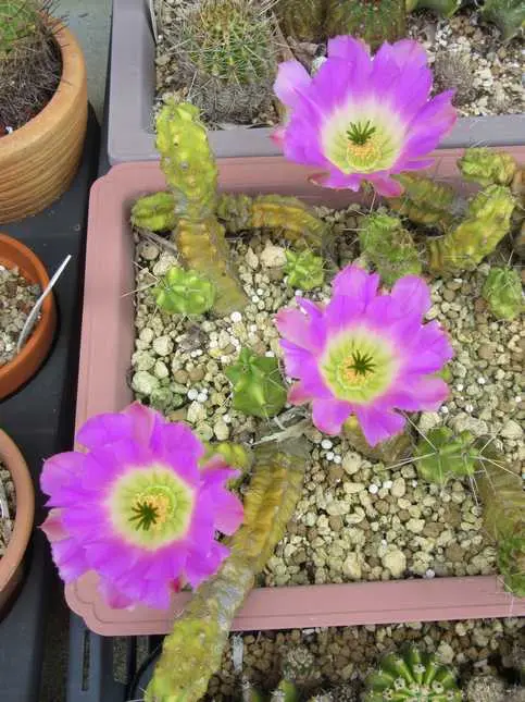 エキノケレウス属の日記一覧|ジェナスさんの園芸日記-みんなの趣味の園芸