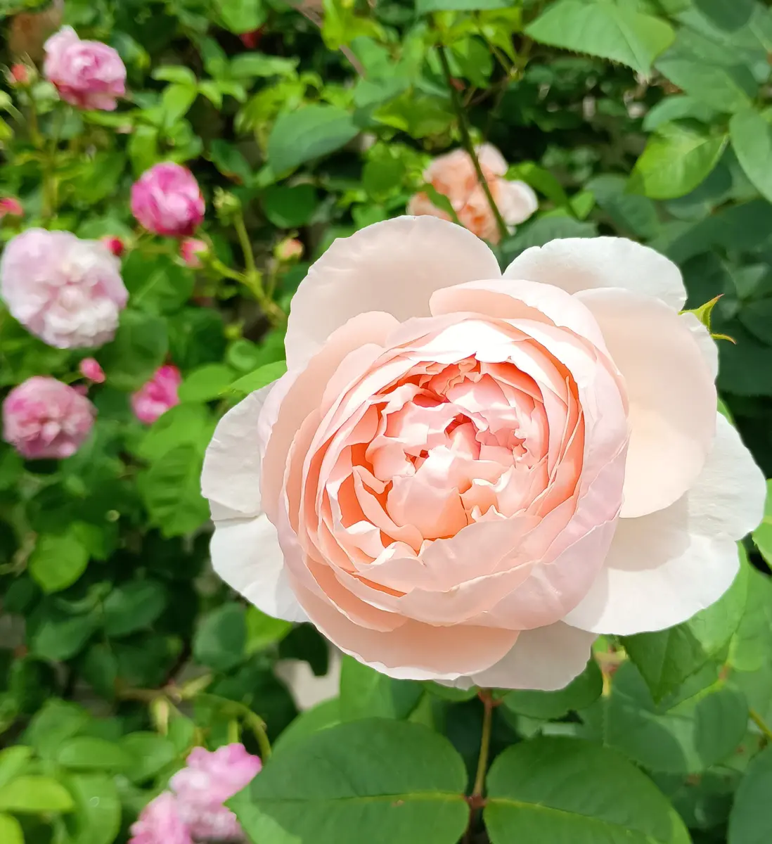 初めての薔薇 セントセシリア｜園芸日記byHaluri｜みんなの趣味の園芸