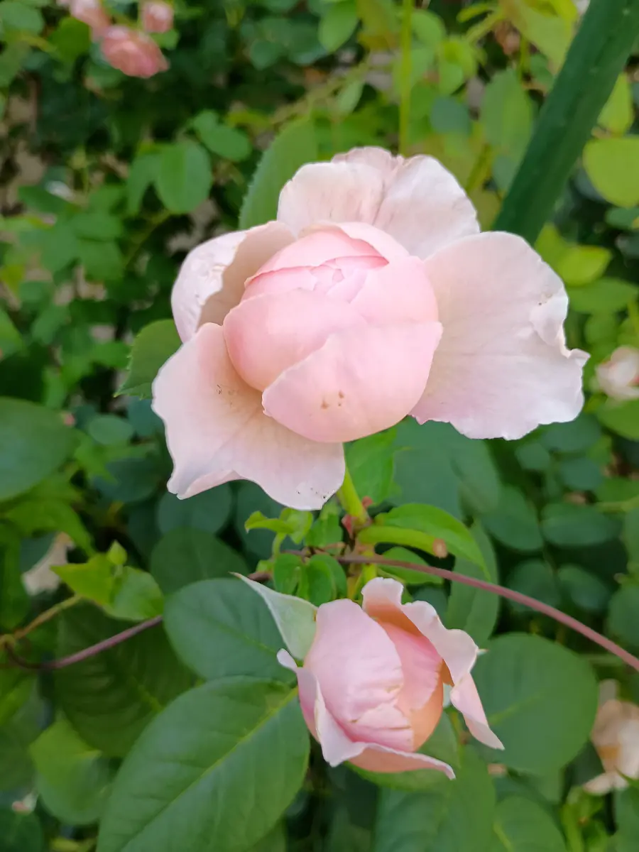 初めての薔薇 セントセシリア｜園芸日記byHaluri｜みんなの趣味の園芸