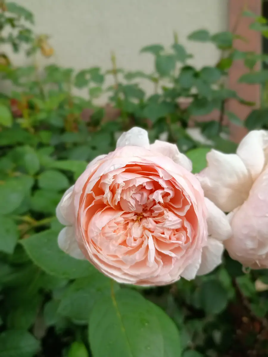 初めての薔薇 セントセシリア｜園芸日記byHaluri｜みんなの趣味の園芸