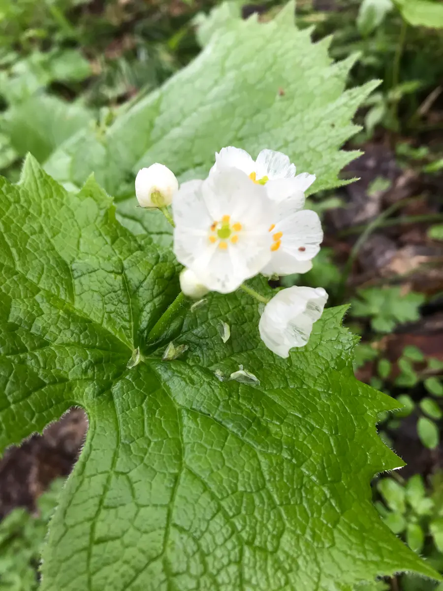 山荷葉💠サンカヨウ｜園芸日記byMILFEL｜みんなの趣味の園芸｜1340643