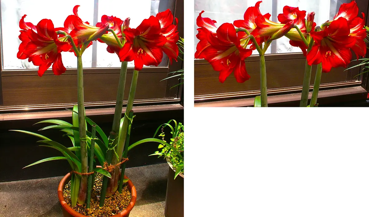 アマリリス（2）｜園芸日記by団塊おやじ｜みんなの趣味の園芸
