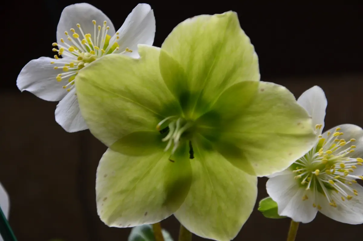 花が 白から 緑に変わった ニゲル｜園芸日記by赤いハナミズキ
