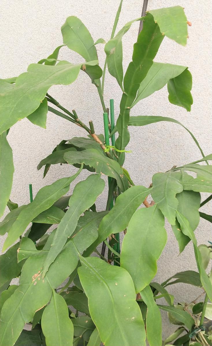 月下美人が蕾をつけ始めました♡｜園芸日記byシクラメンの母｜みんなの 