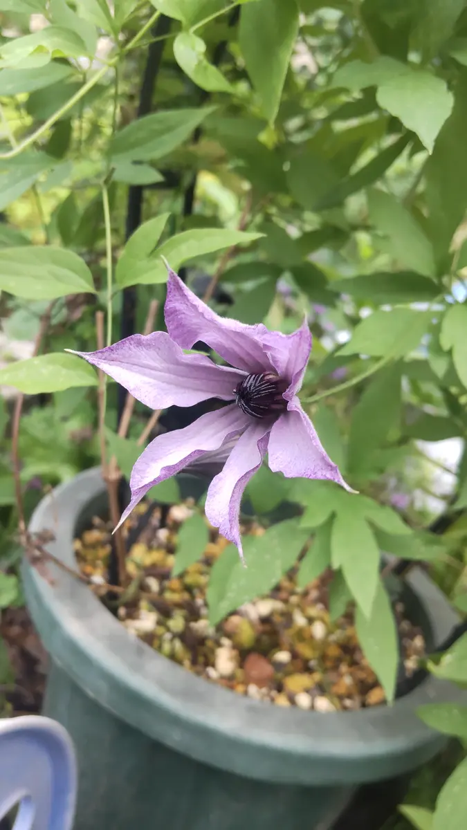 クレマチス　流星 再会💜💜いまだに人気のクレマチス『流星』💜💜 - 花ワン diary