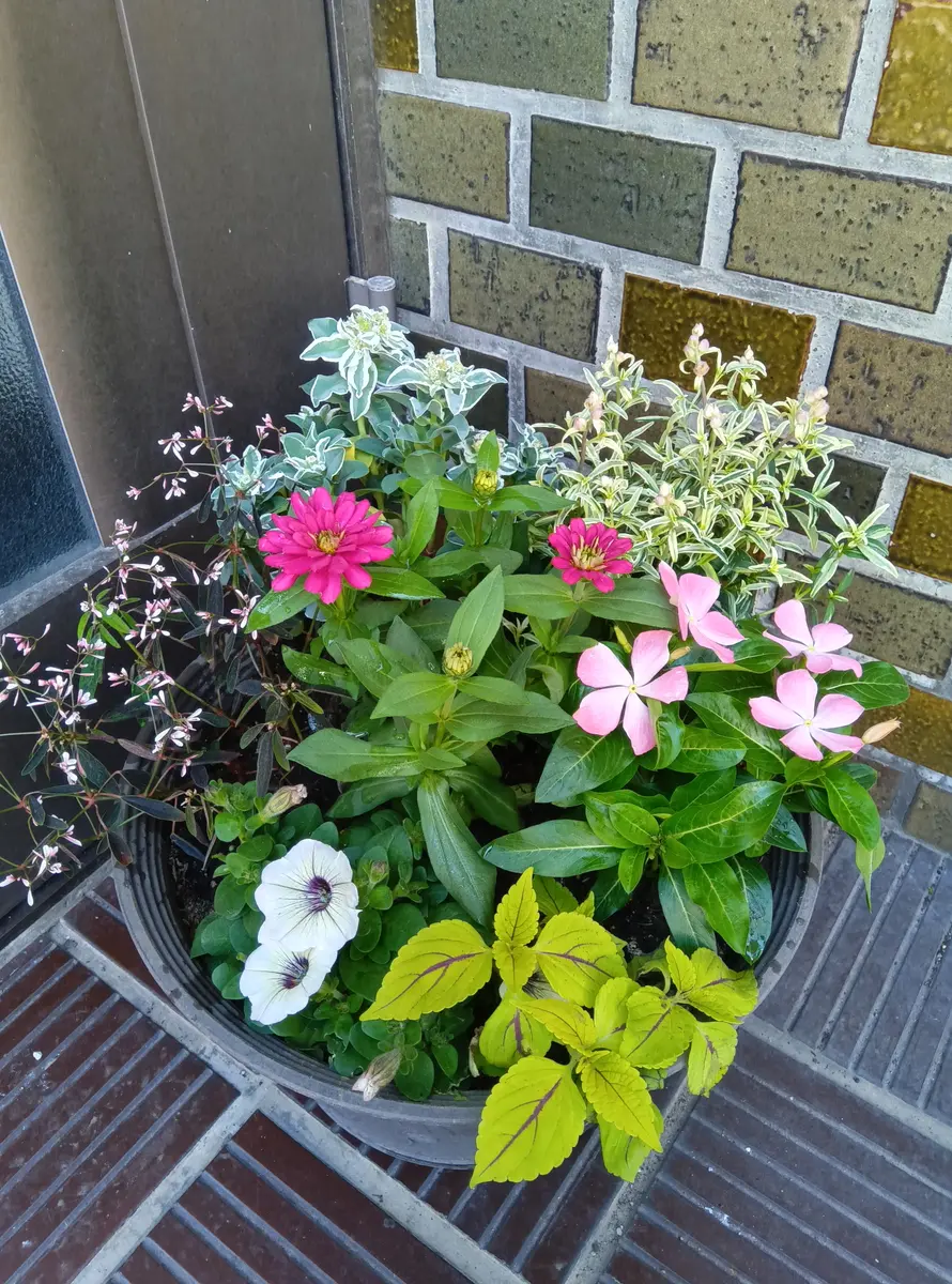 夏の寄せ植え作りました｜園芸日記byいわきょん｜みんなの趣味の
