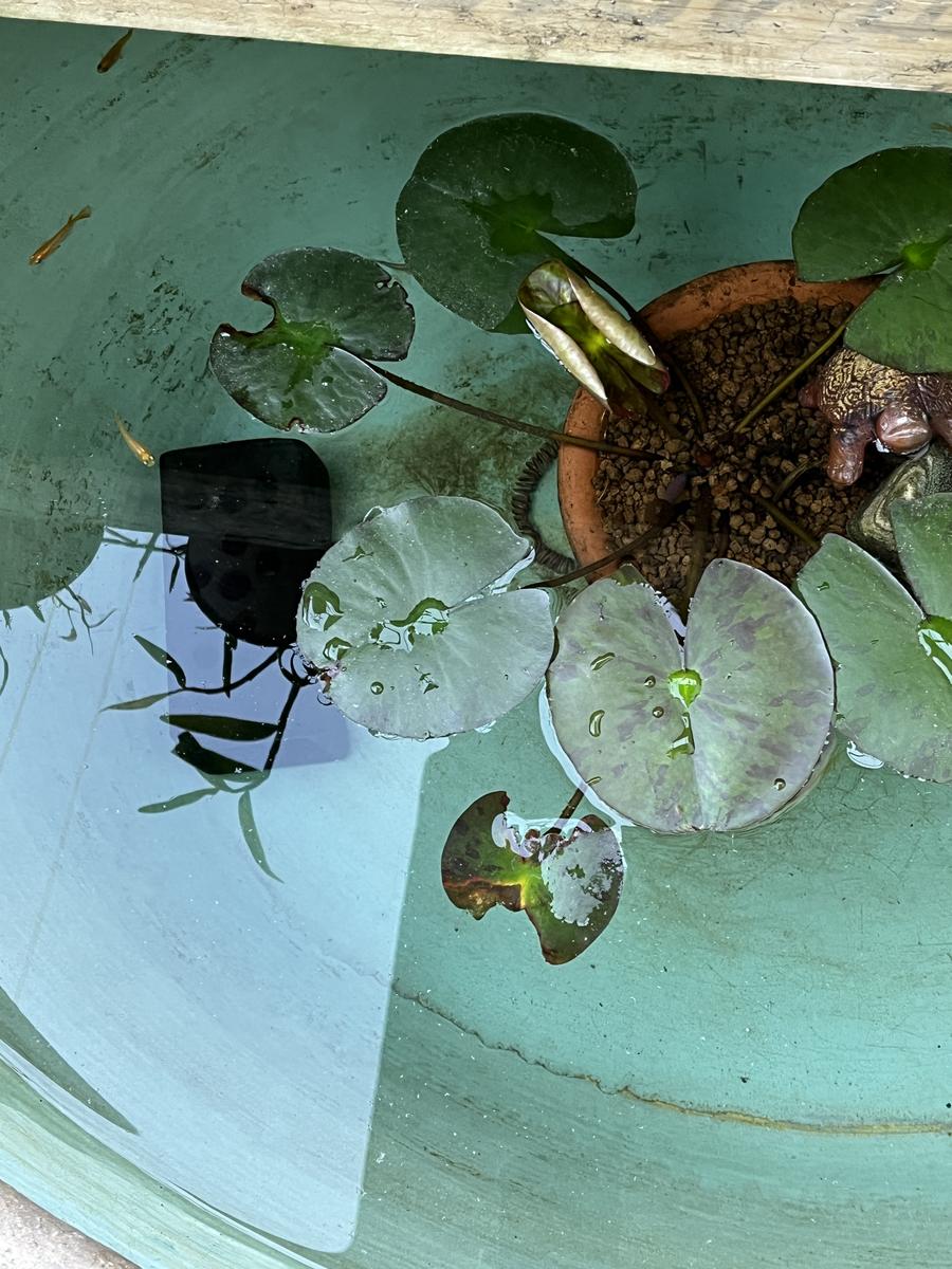 メダカの水瓶｜園芸日記byやまがら｜みんなの趣味の園芸｜1341427