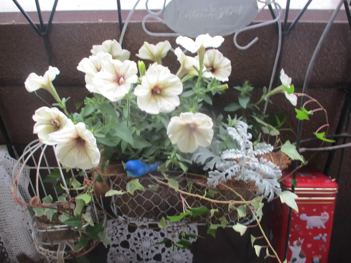 ペチュニアの寄せ植え①｜園芸日記byピロちゃん｜みんなの趣味の