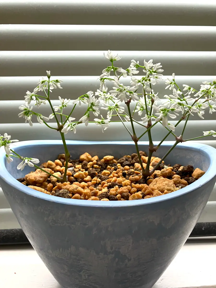 なんでも鑑定団よりも驚き！ 植えてみた｜園芸日記by土の子｜みんなの趣味の園芸｜1341533 オーダーメイド