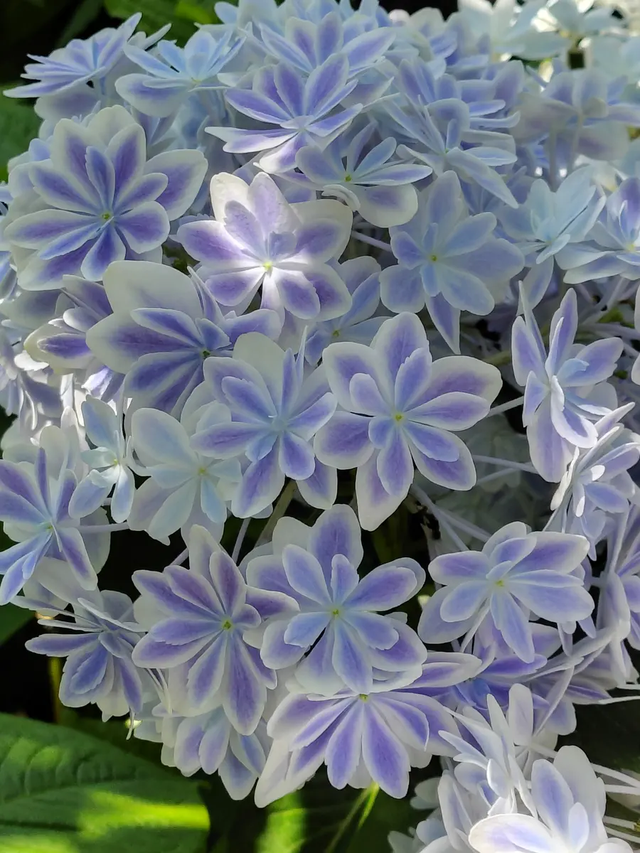 あじさい便り(鎌倉)|園芸日記byNaomi。T|みんなの趣味の園芸 あじさい便り(鎌倉)|園芸日記byNaomi。T|みんなの趣味の園芸