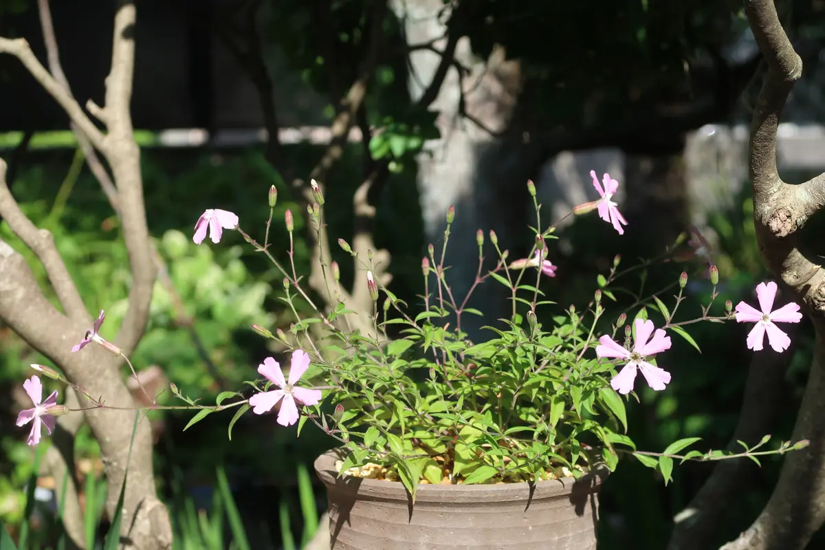 高嶺ビランジの開花｜園芸日記bykusaokina｜みんなの趣味の園芸｜1341582